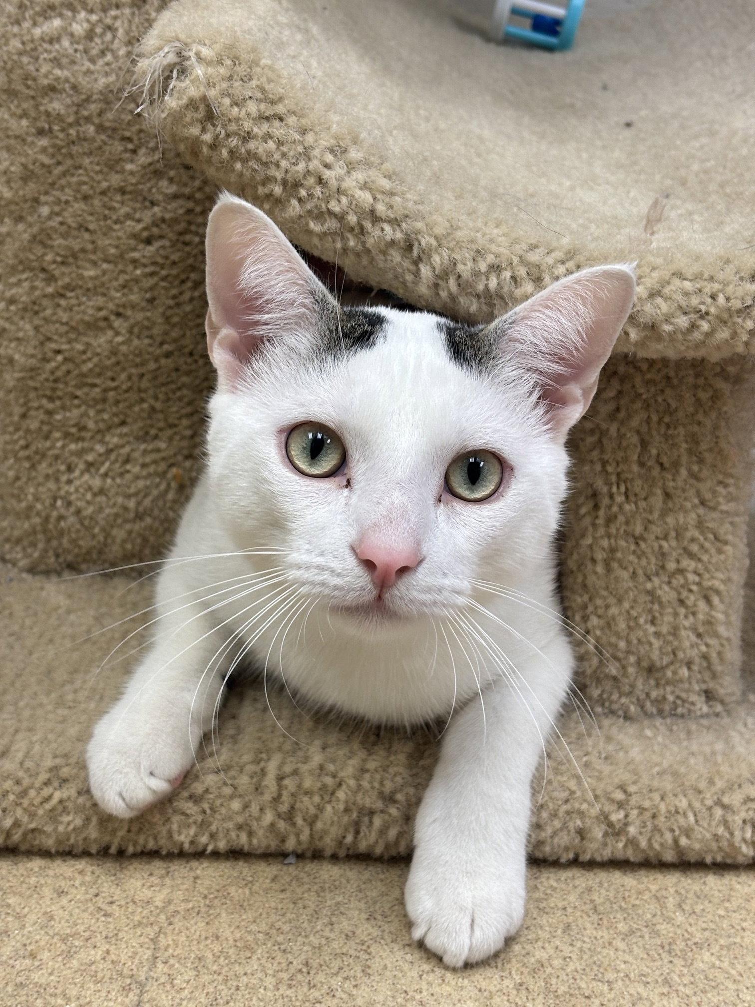 CoCo -bonded pair, Adoptable, Adult Male Domestic Short Hair.