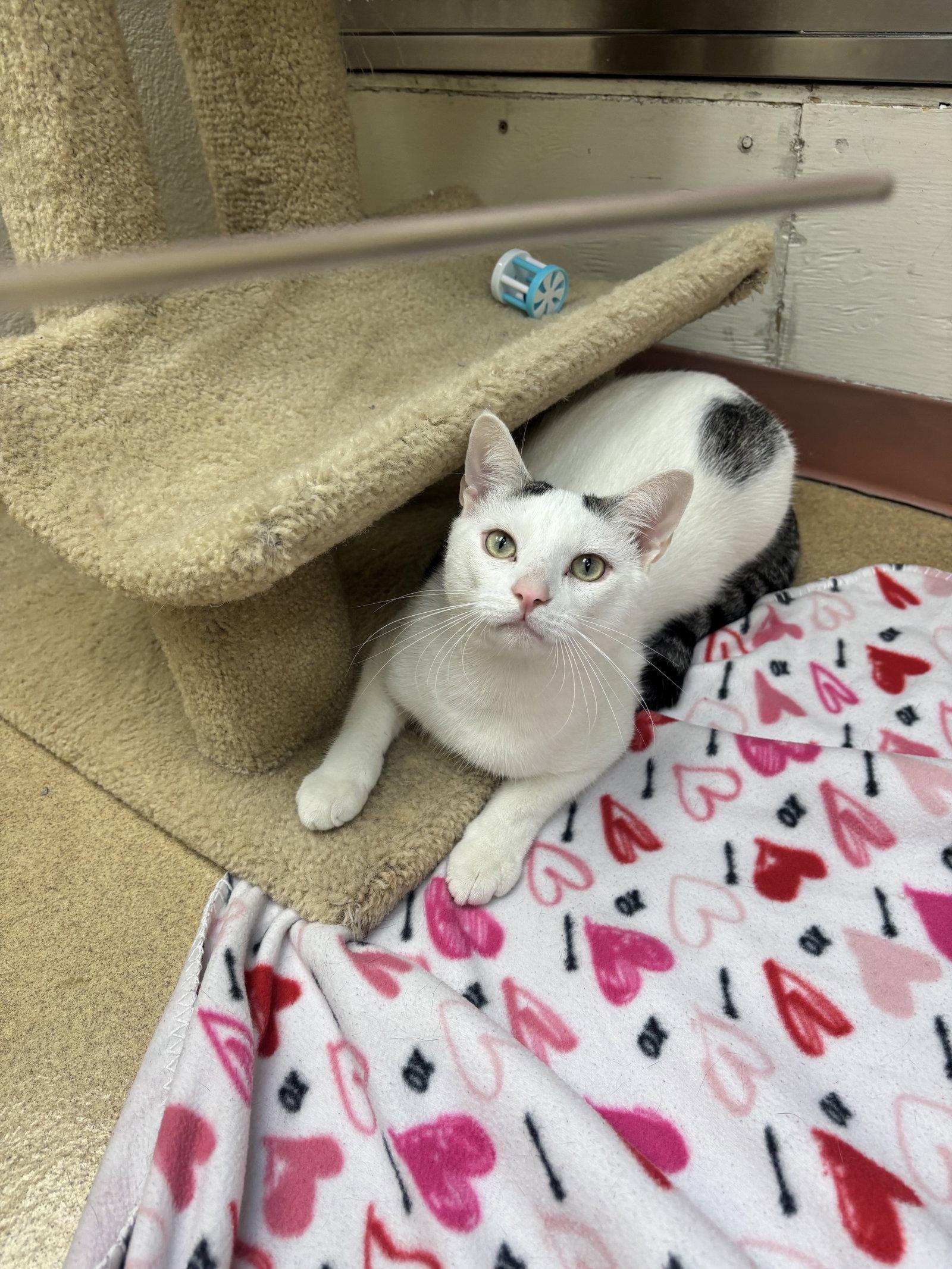 CoCo -bonded pair, a Adoptable Domestic Short Hair in Brick, NJ image 2/3