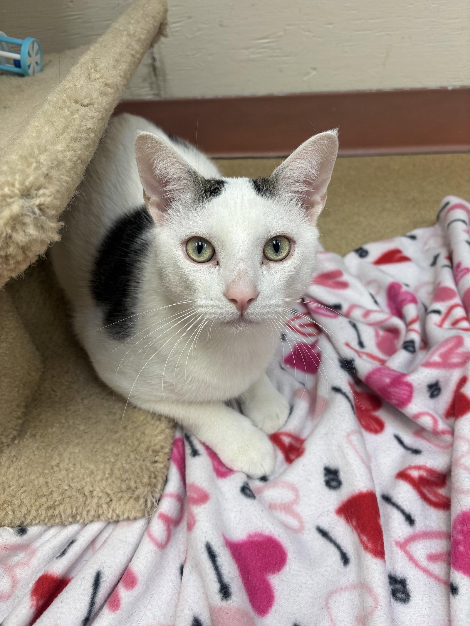 CoCo -bonded pair, a Adoptable Domestic Short Hair in Brick, NJ image 3/3