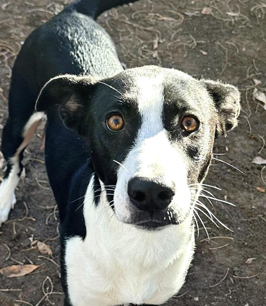 Milkshake, ADOPTABLE, Young Female Border Collie.