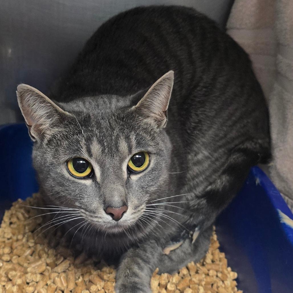 Enlarge Burrito, a Adoptable Domestic Short Hair in Grand Rapids, MI image 1/1