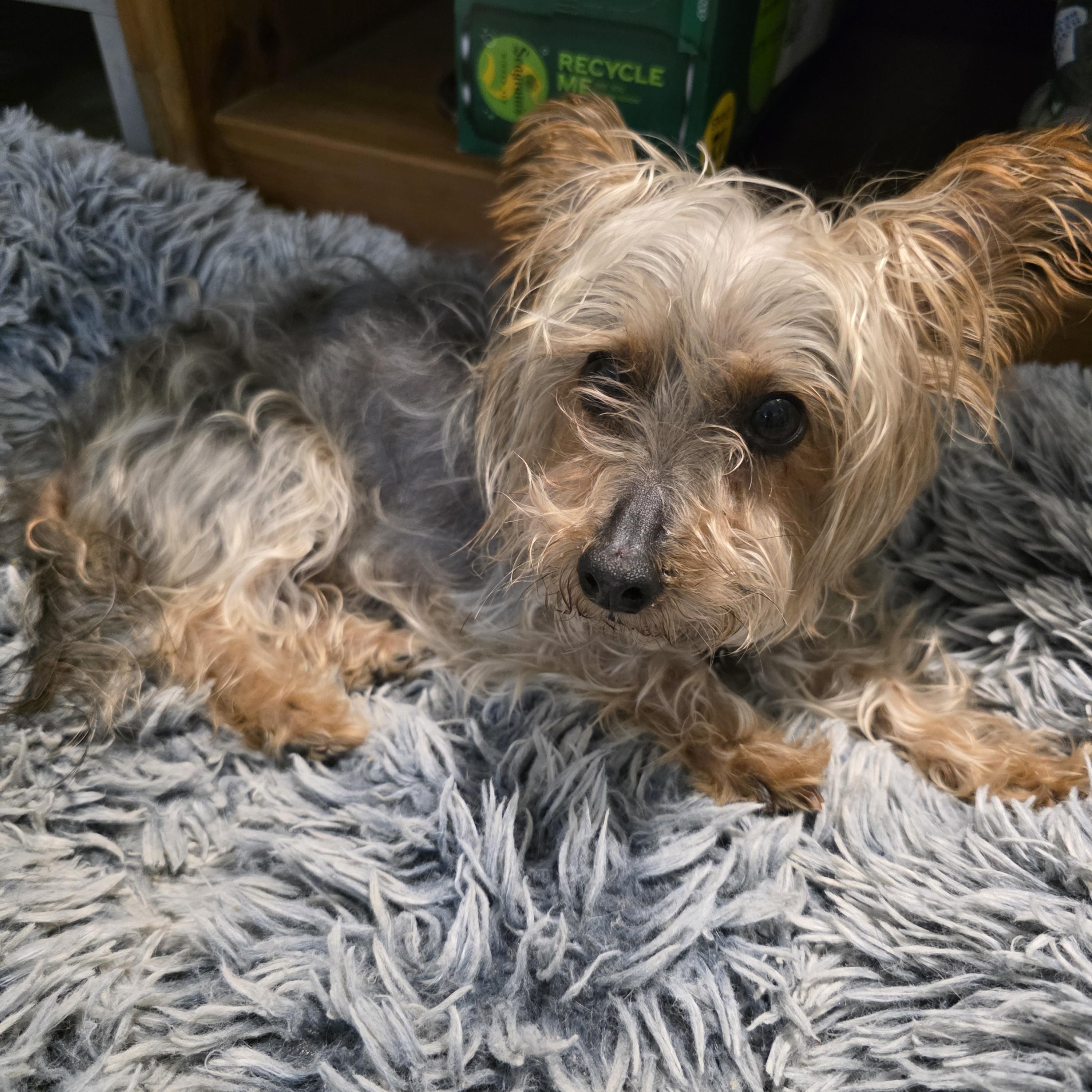 Enlarge Sasha, an adopted Yorkshire Terrier in New York, NY image 5/5