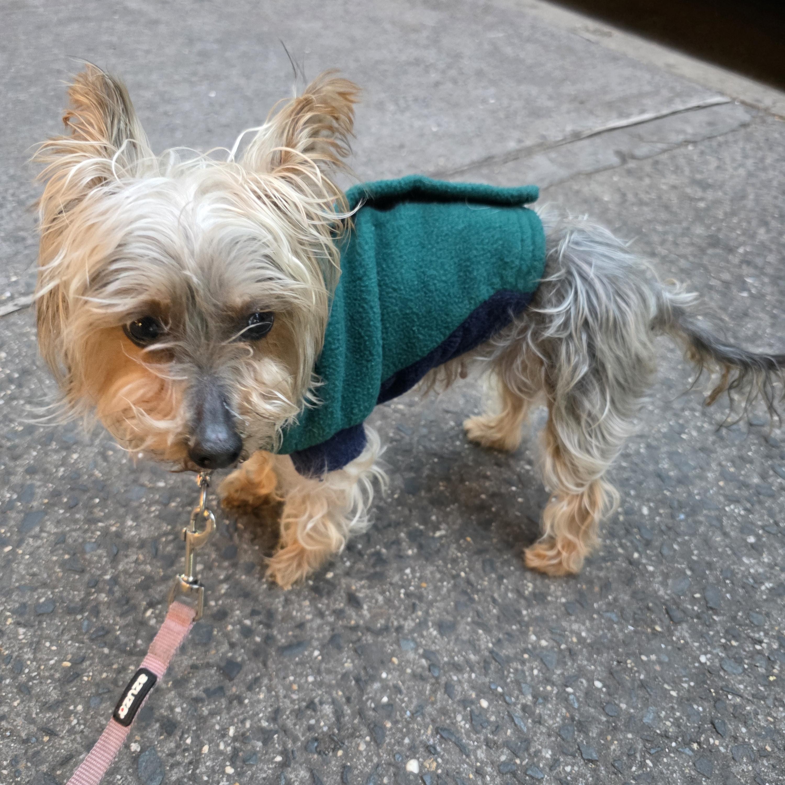 Enlarge Sasha, an adopted Yorkshire Terrier in New York, NY image 2/5