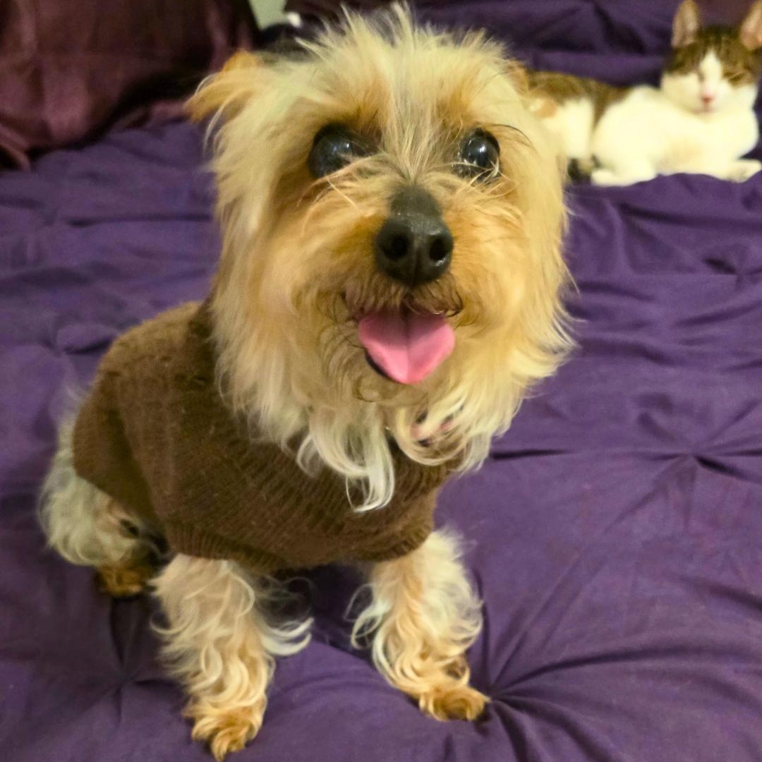 Sasha, adopted, Adult Female Yorkshire Terrier.