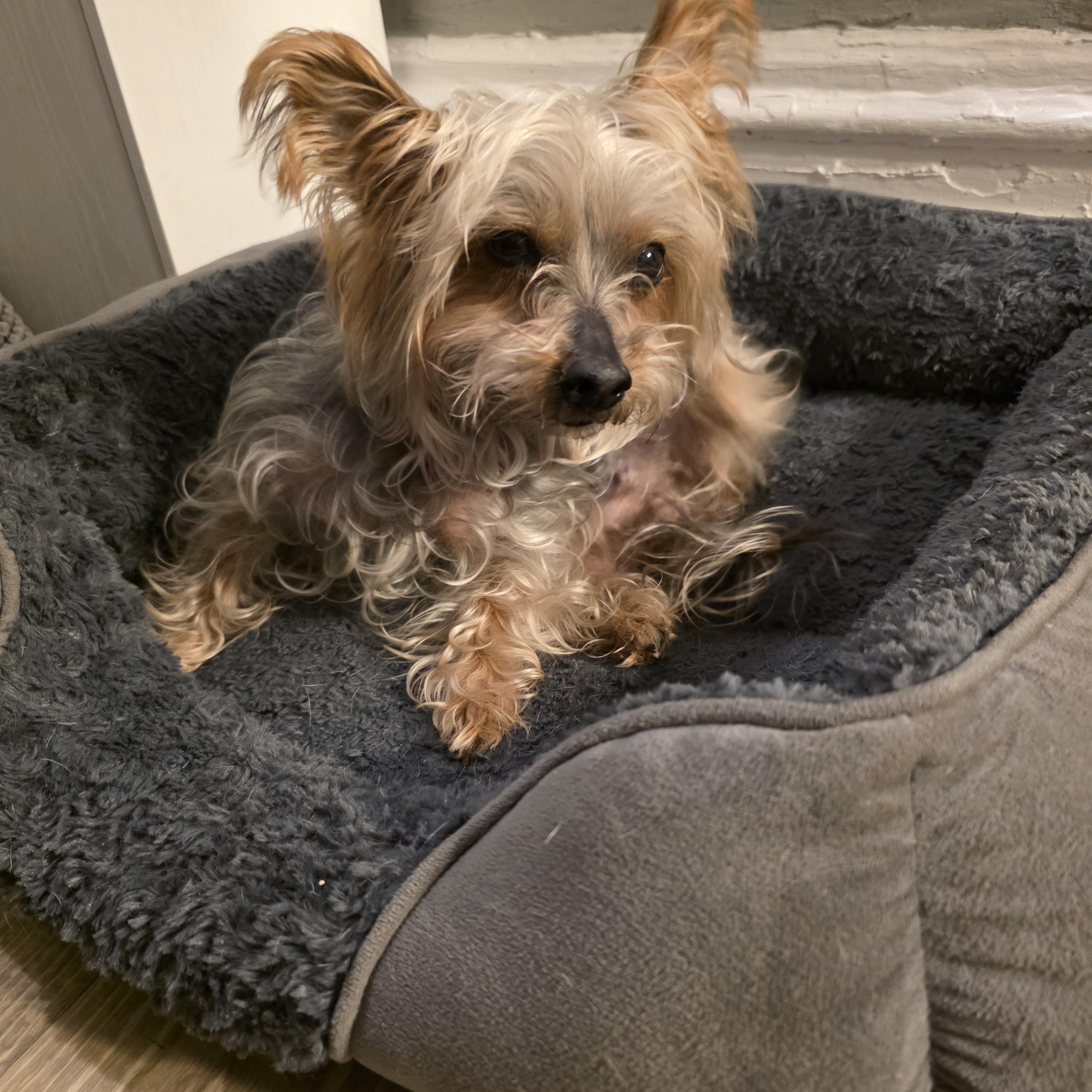 Enlarge Sasha, an adopted Yorkshire Terrier in New York, NY image 3/5
