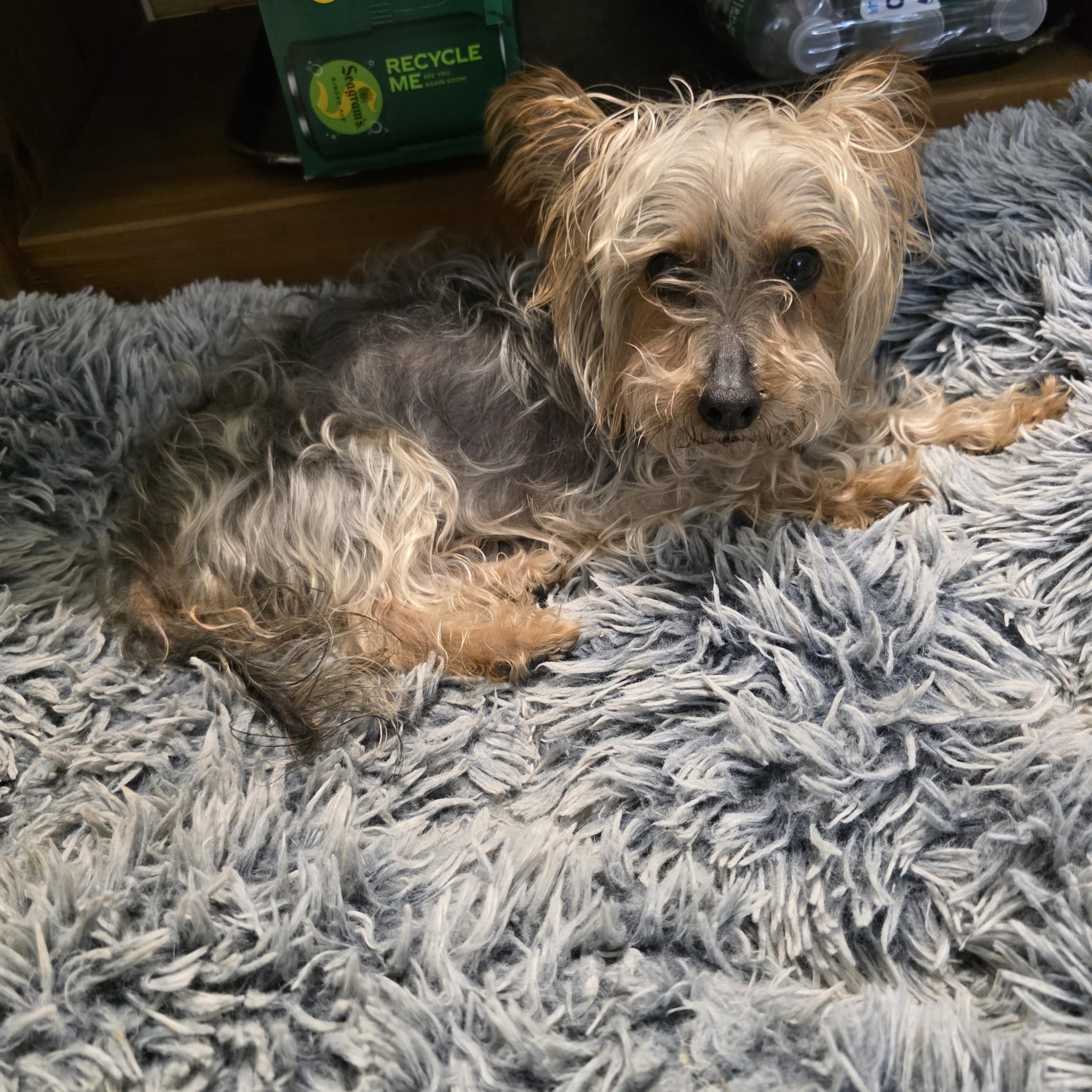 Enlarge Sasha, an adopted Yorkshire Terrier in New York, NY image 4/5