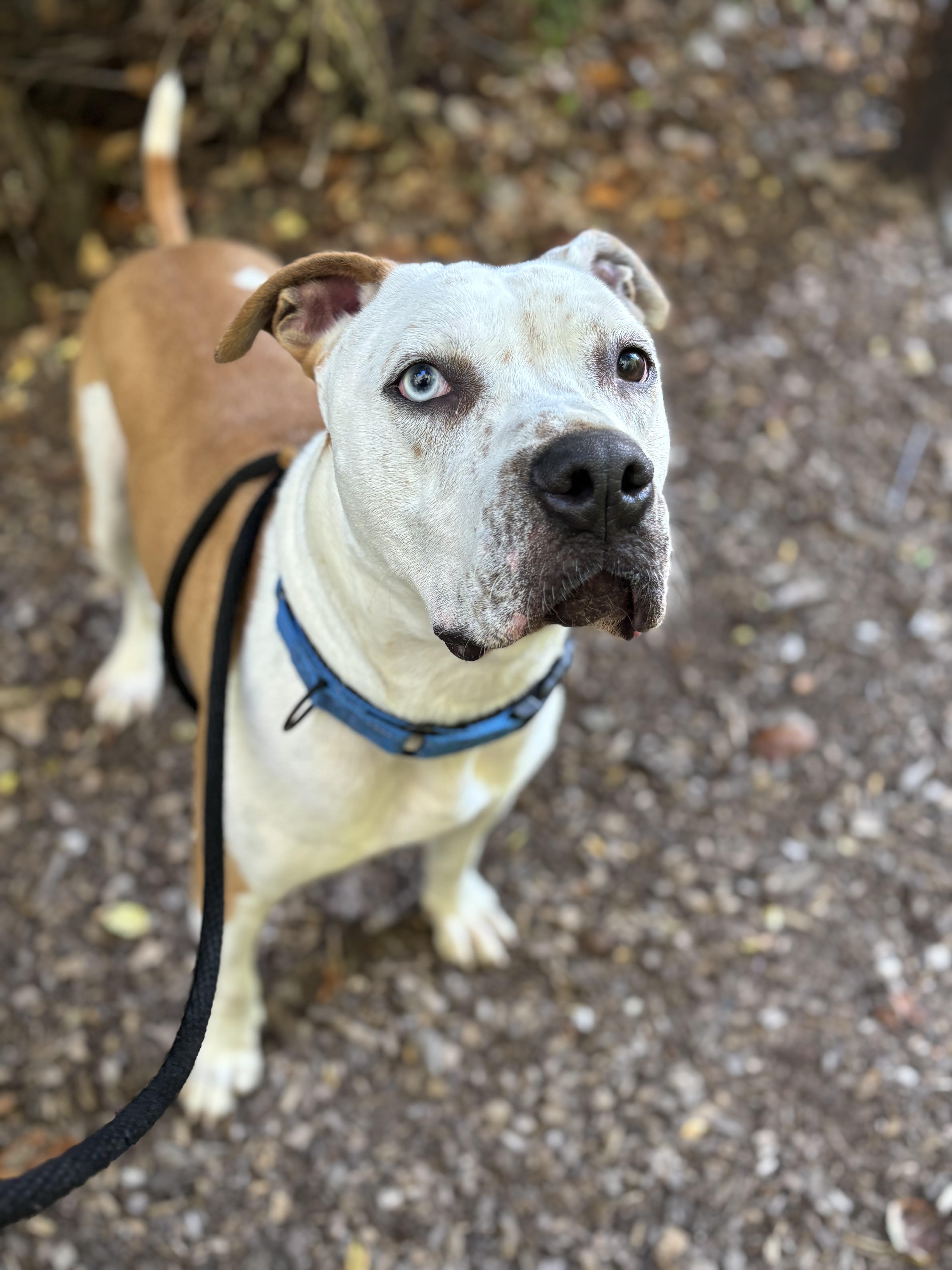 Enlarge Nugget, a Adoptable mixed breed in Mount Pleasant, MI image 1/4