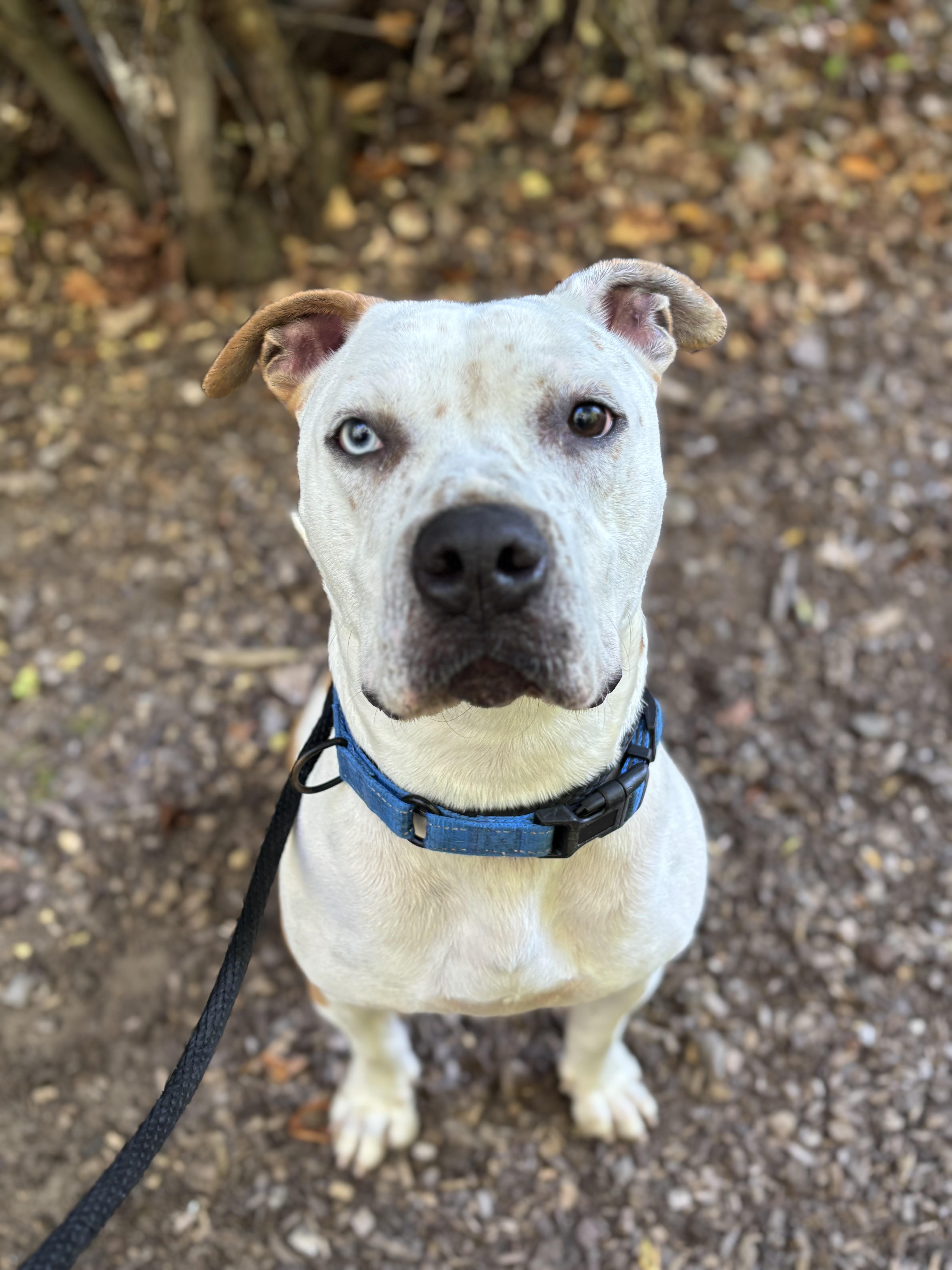 Enlarge Nugget, a Adoptable mixed breed in Mount Pleasant, MI image 2/4