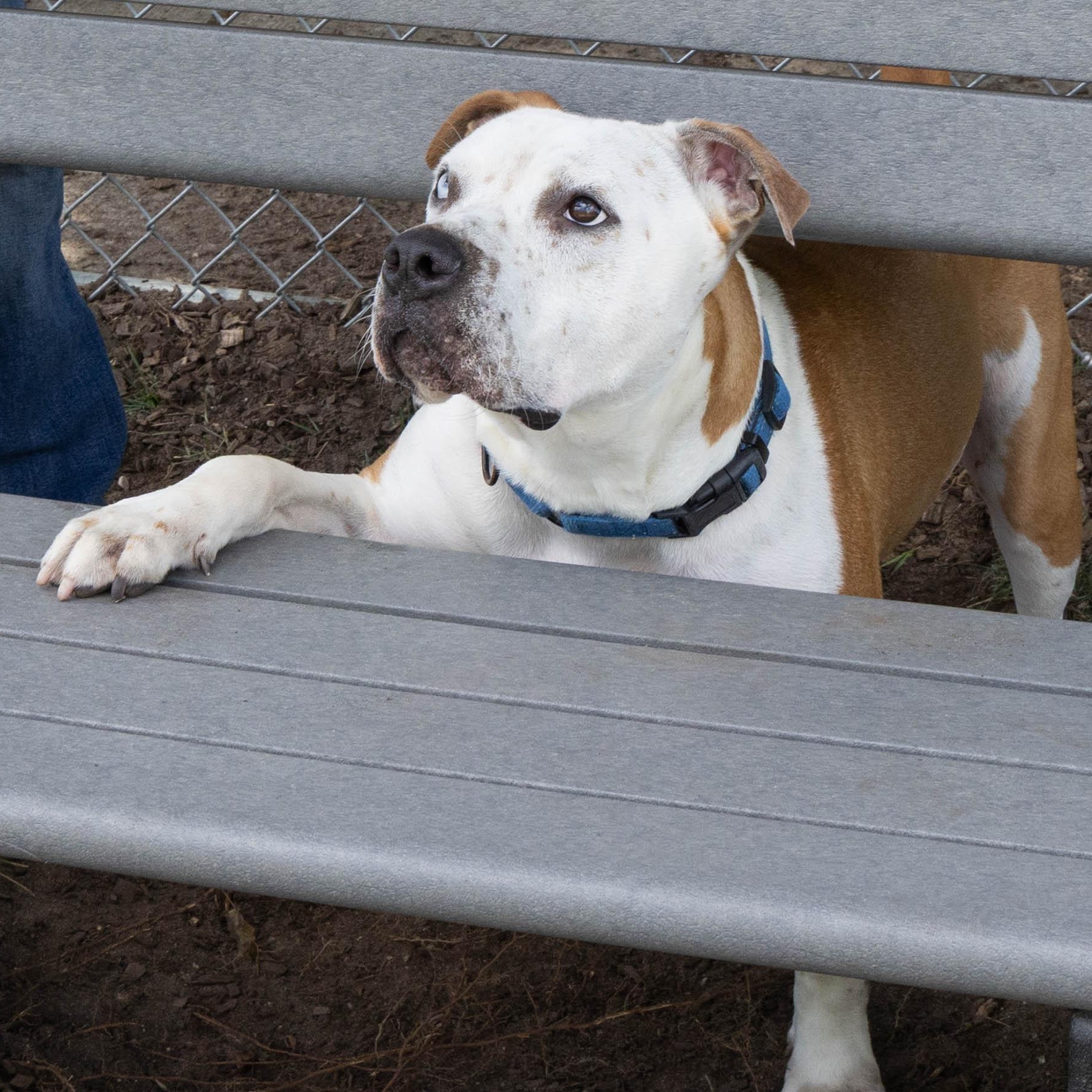 Nugget, Adoptable, Young Male Boxer.