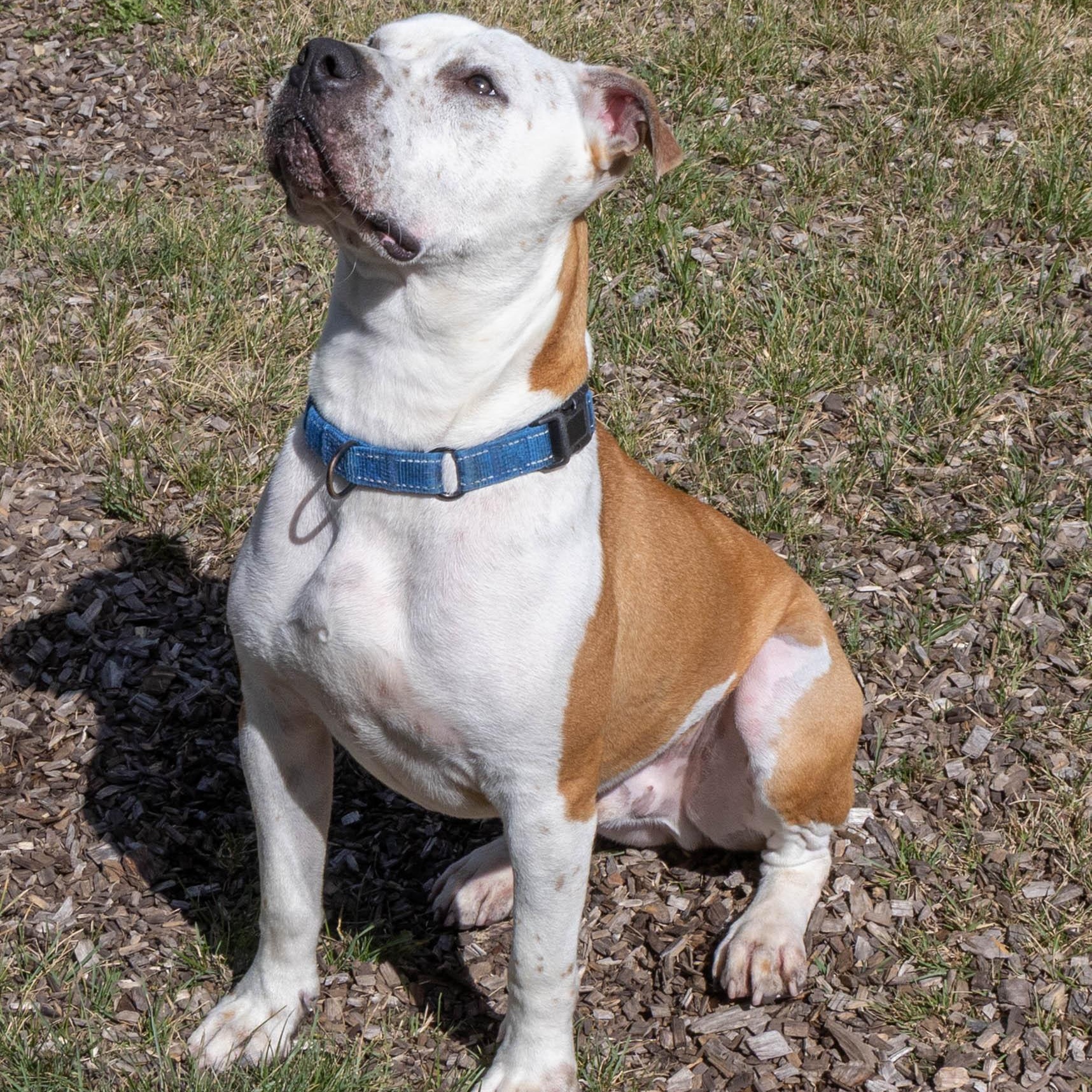 Nugget, an adoptable Boxer in Mount Pleasant, MI, 48858 | Photo Image 4
