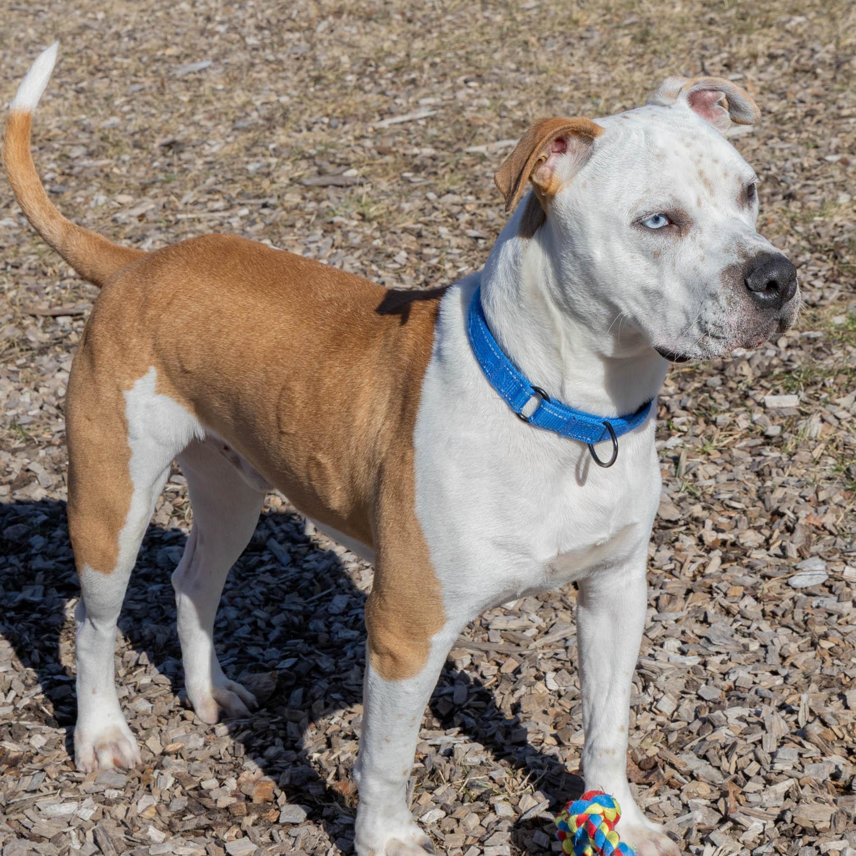 Enlarge Nugget, a Adoptable mixed breed in Mount Pleasant, MI image 4/4