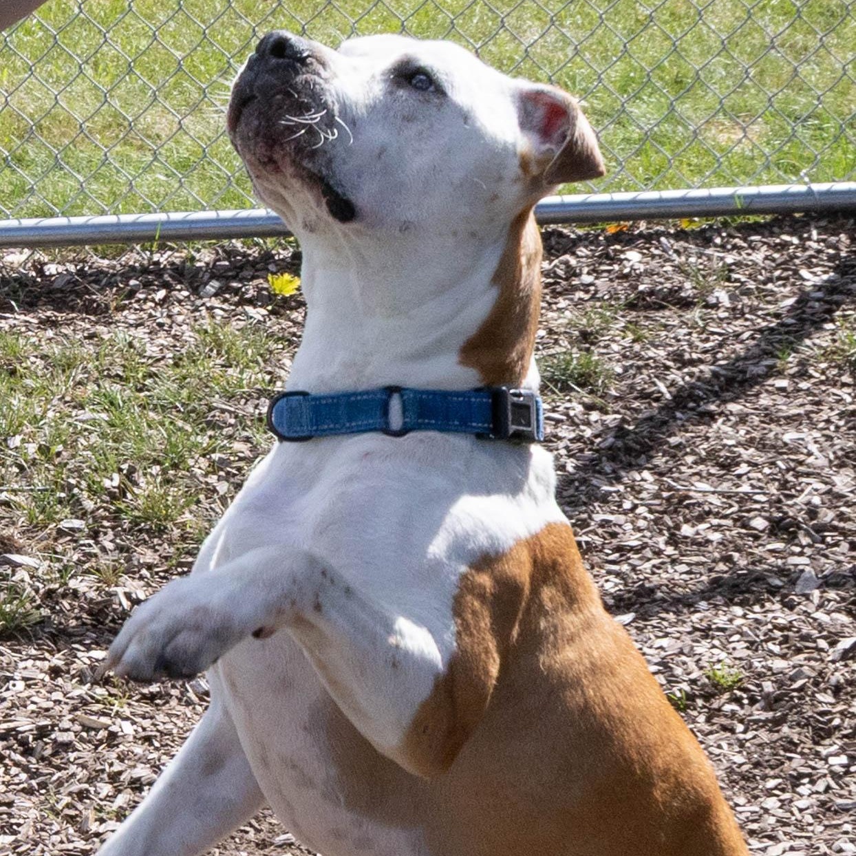 Nugget, an adoptable Boxer in Mount Pleasant, MI, 48858 | Photo Image 3