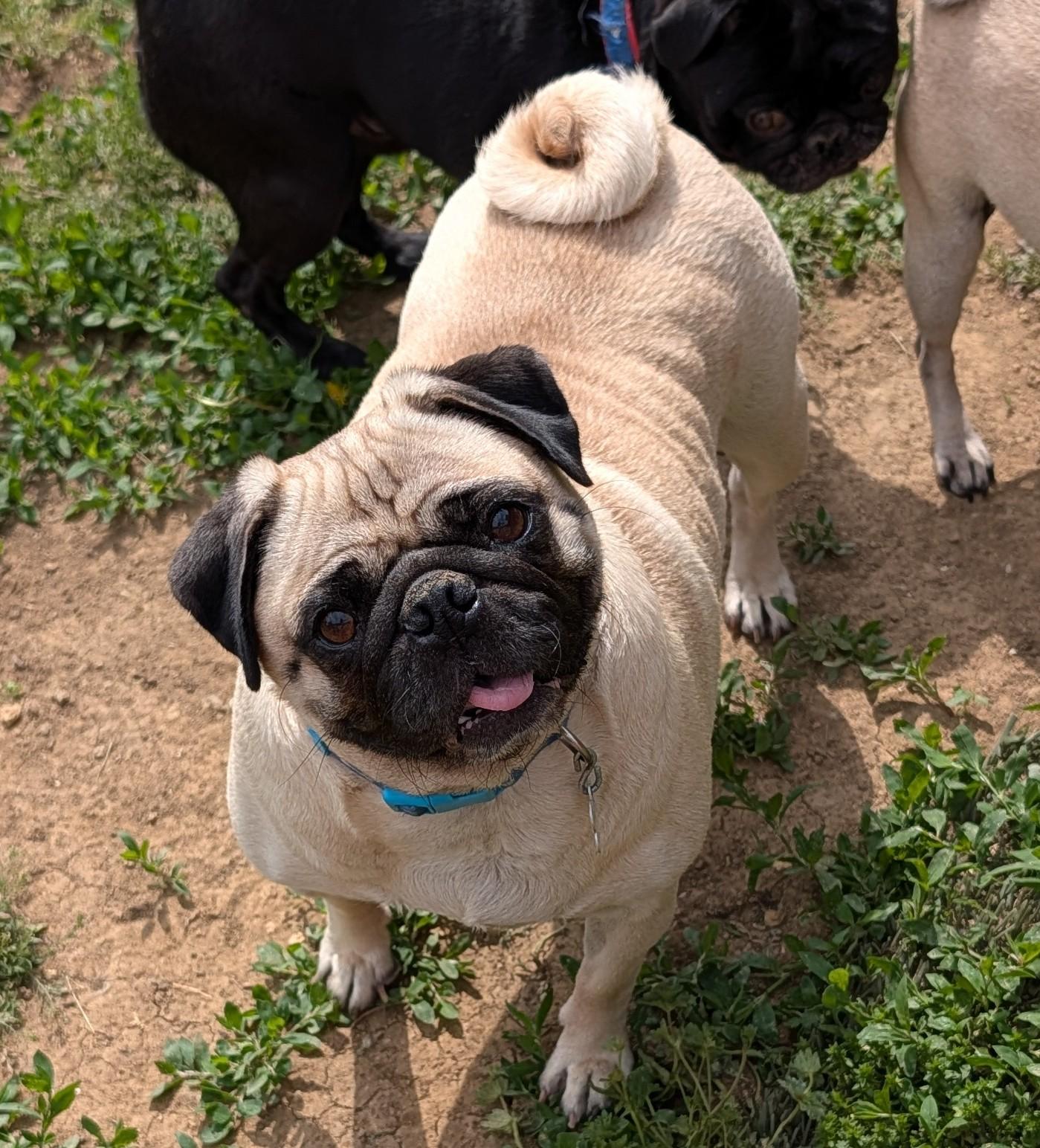 Izzy, ADOPTABLE, Adult Female Pug.