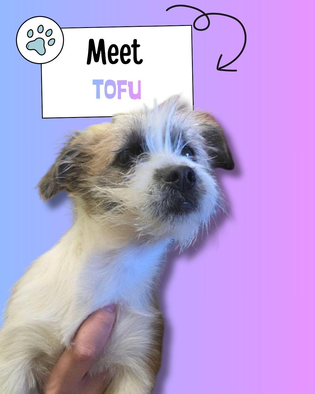 Tofu, adopted, Puppy Female Cairn Terrier & Terrier.