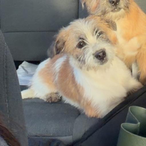 Enlarge Tofu, an adopted mixed breed in Sulphur, KY image 3/3