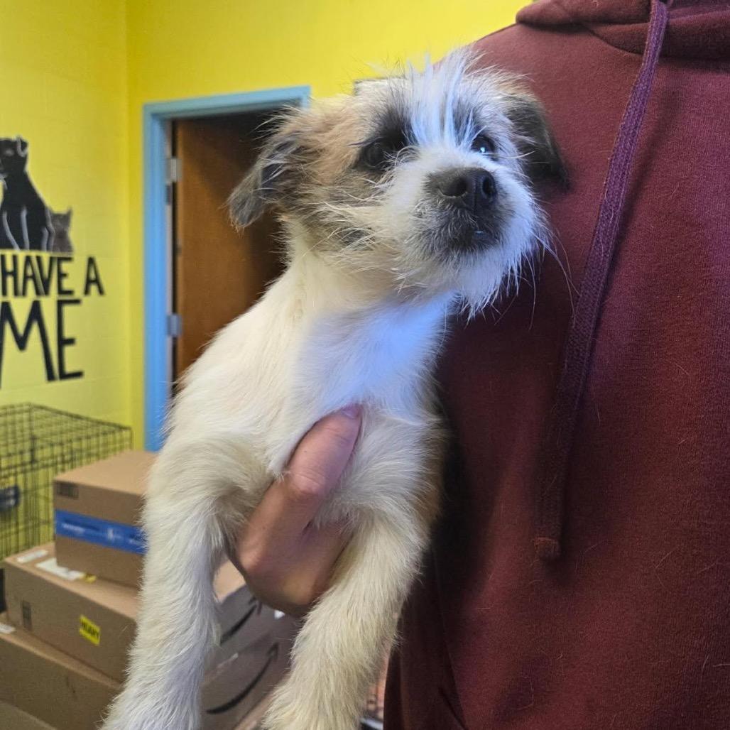 Enlarge Tofu, an adopted mixed breed in Sulphur, KY image 2/3