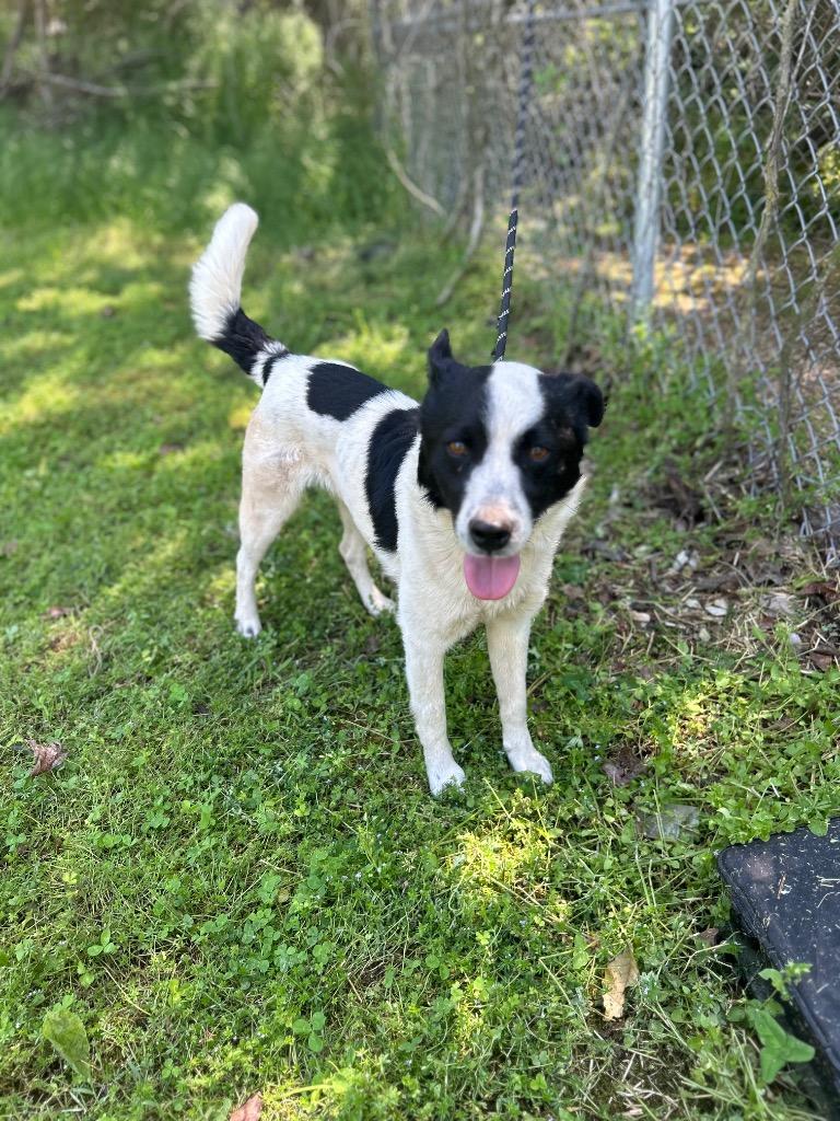 Enlarge Marty, a Adoptable mixed breed in Russellville, KY image 1/3