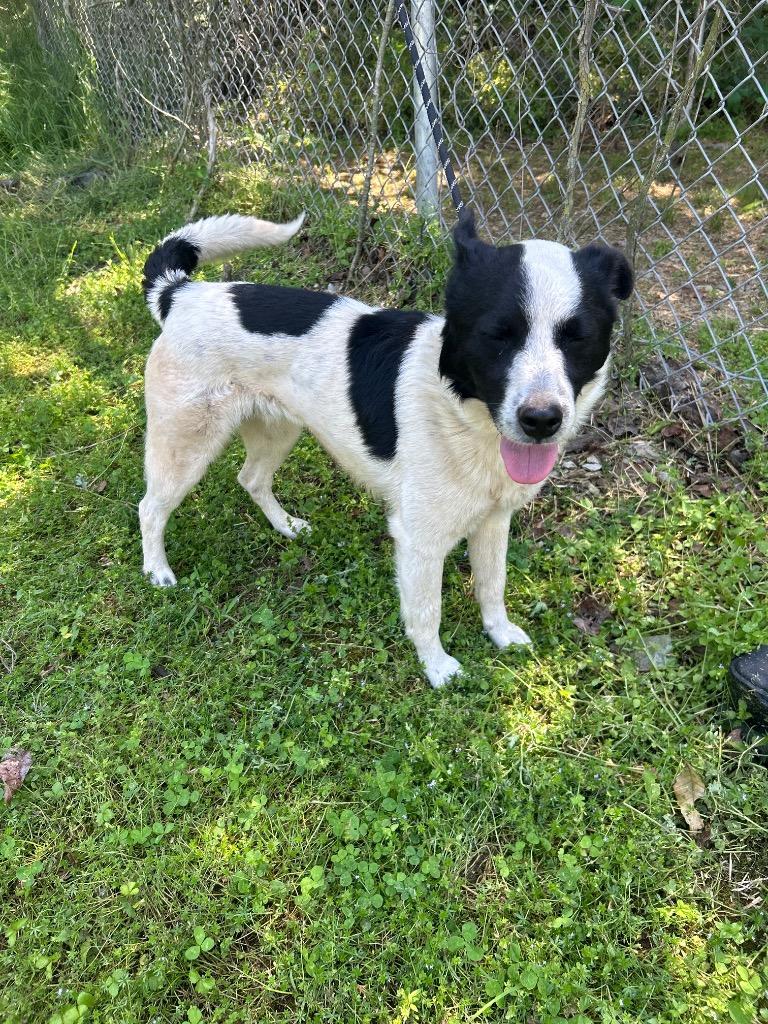 Enlarge Marty, a Adoptable mixed breed in Russellville, KY image 2/3