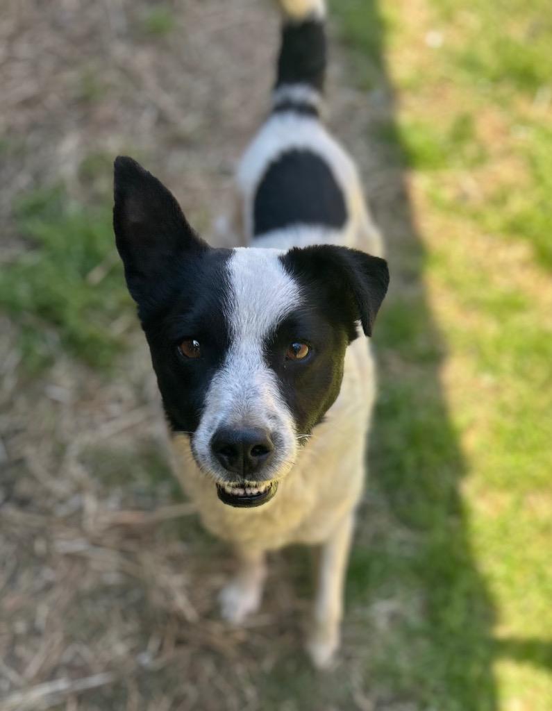 Enlarge Marty, a Adoptable mixed breed in Russellville, KY image 3/3