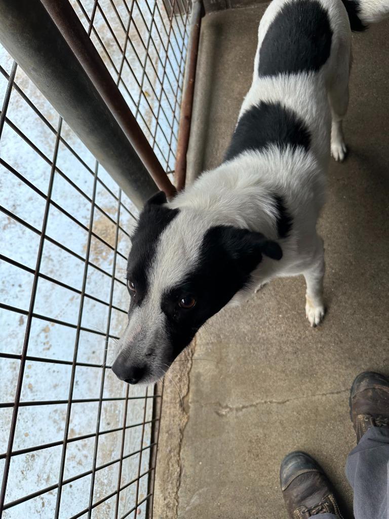 Marty, Adoptable, Adult Male Australian Cattle Dog / Blue Heeler & Mixed Breed.