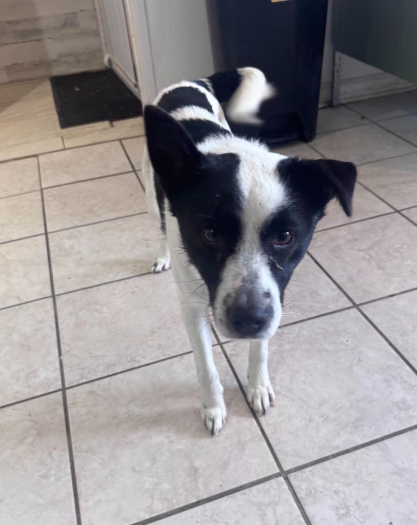 Enlarge Marty, a Adoptable mixed breed in Russellville, KY image 2/3