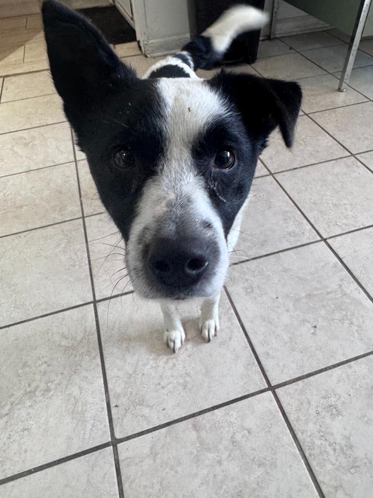 Enlarge Marty, a Adoptable mixed breed in Russellville, KY image 3/3