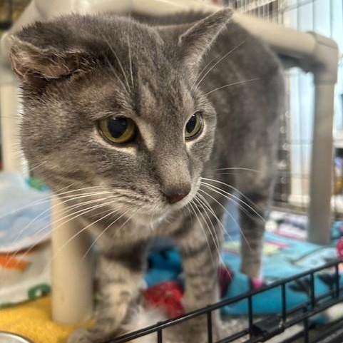 Misty, Senior Female unknown