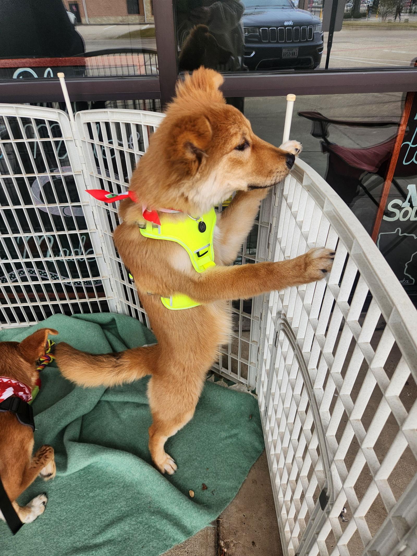 Enlarge Bailey, a Adoptable Mixed Breed in Dallas, TX image 1/2