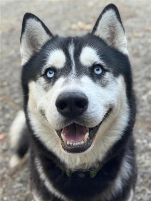 *WREATH, Adoptable, Adult Male Siberian Husky & Alaskan Malamute.