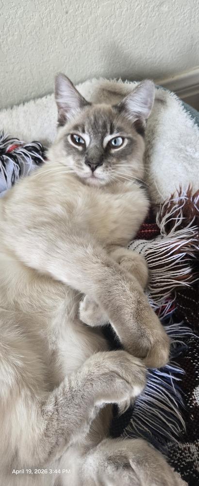 Gus 6, Adoptable, Young Male Siamese & American Shorthair.