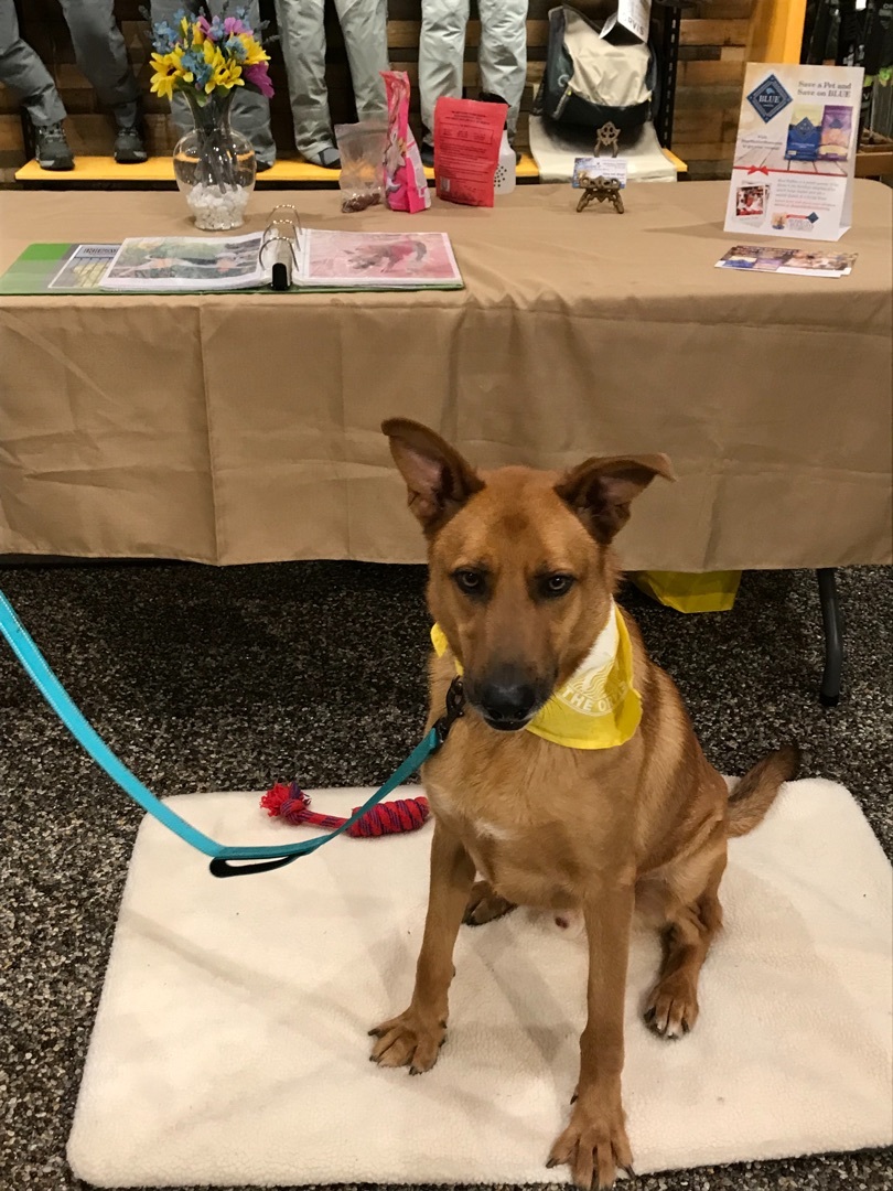 Cookie, a Adoptable mixed breed in Memphis, TN image 1/12