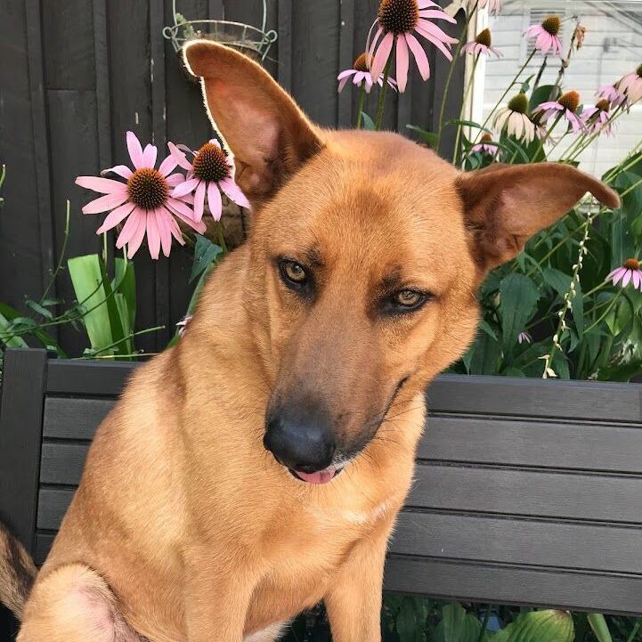 Cookie, a Adoptable mixed breed in Memphis, TN image 2/12