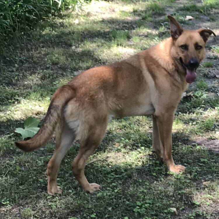 Cookie, a Adoptable mixed breed in Memphis, TN image 3/12