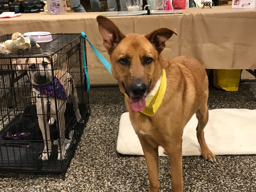 Cookie, a Adoptable mixed breed in Memphis, TN image 4/12