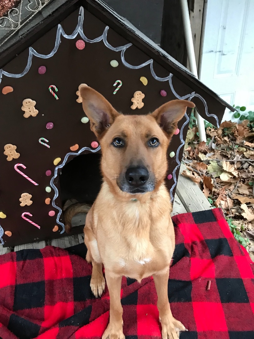 Cookie, a Adoptable mixed breed in Memphis, TN image 5/12