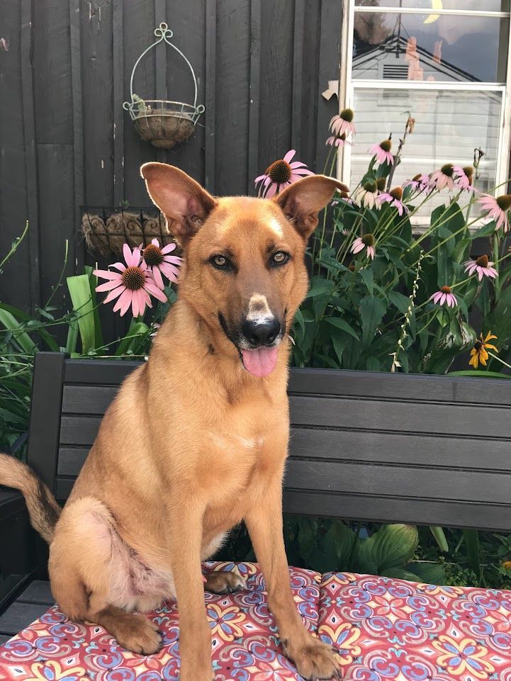 Cookie, a Adoptable mixed breed in Memphis, TN image 6/12