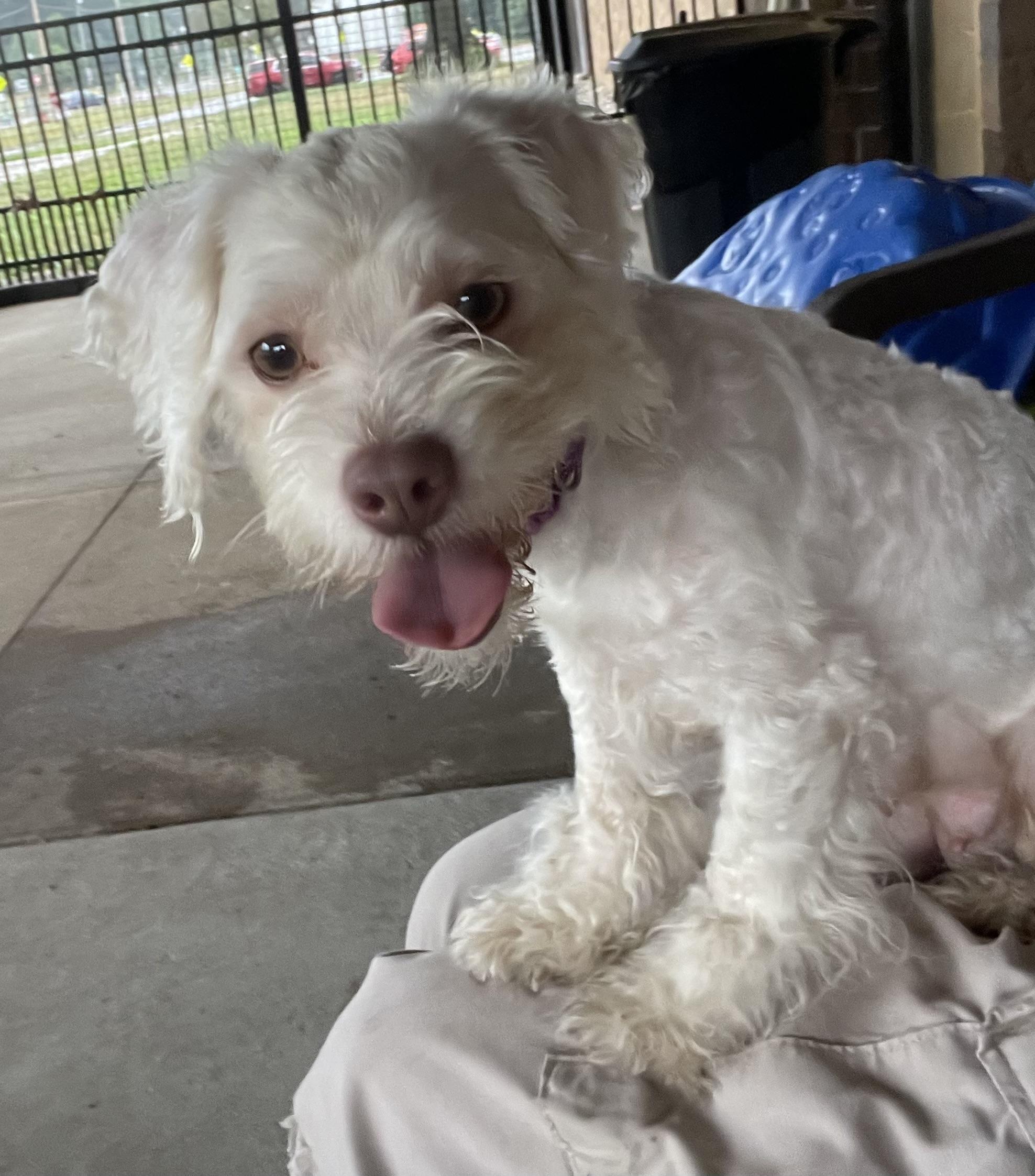 Cloud ADOPTED, an adopted Terrier in Canton, OH image 4/6