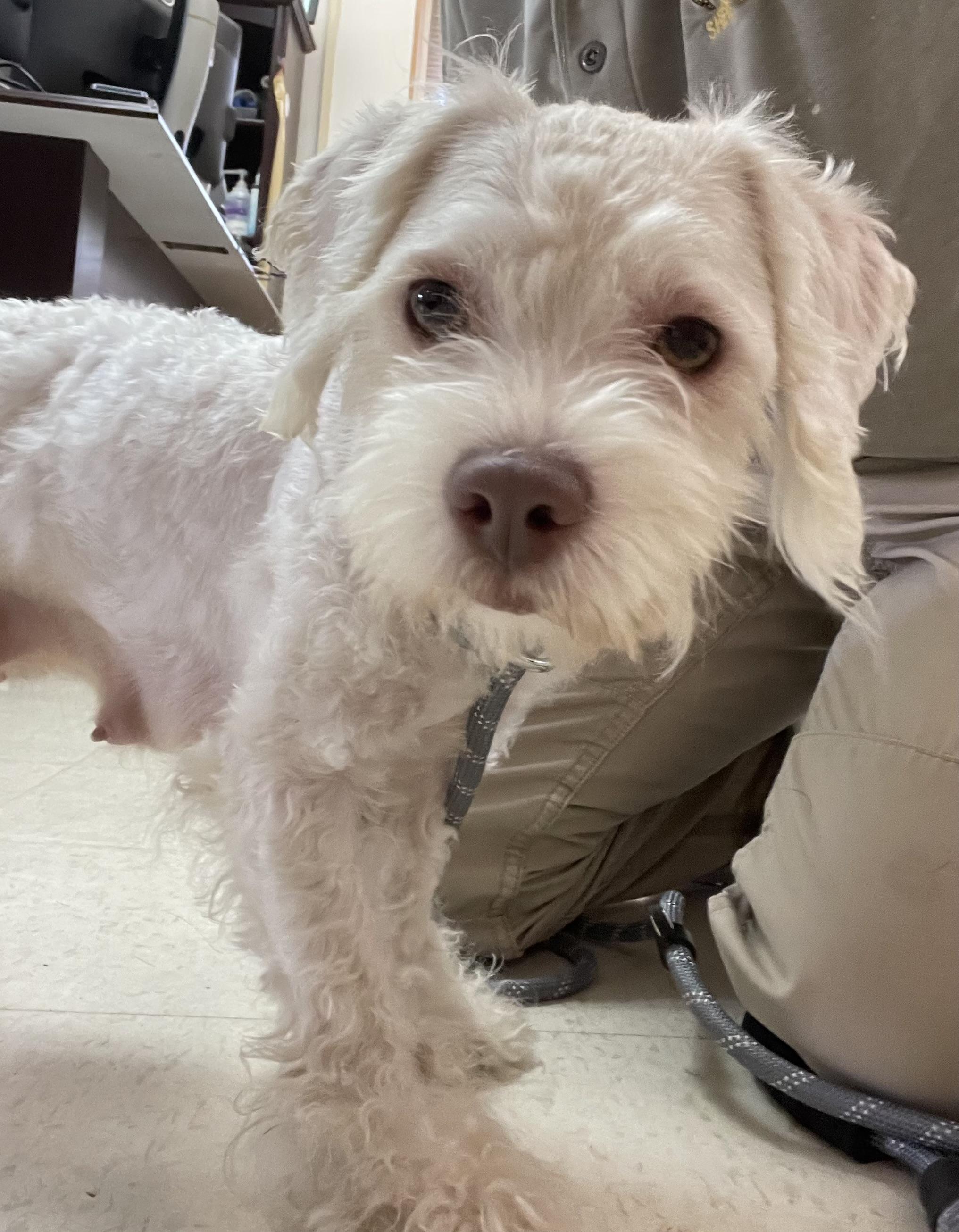 Cloud ADOPTED, an adopted Terrier in Canton, OH image 3/6