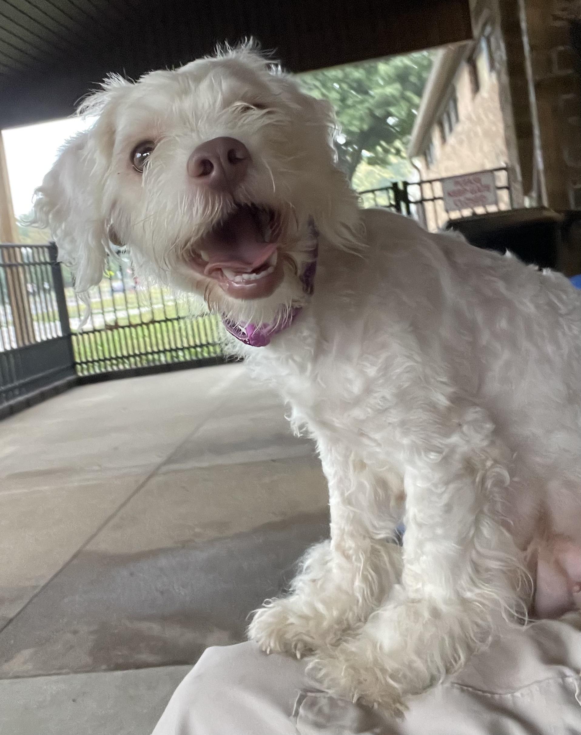 Cloud ADOPTED, an adopted Terrier in Canton, OH image 6/6