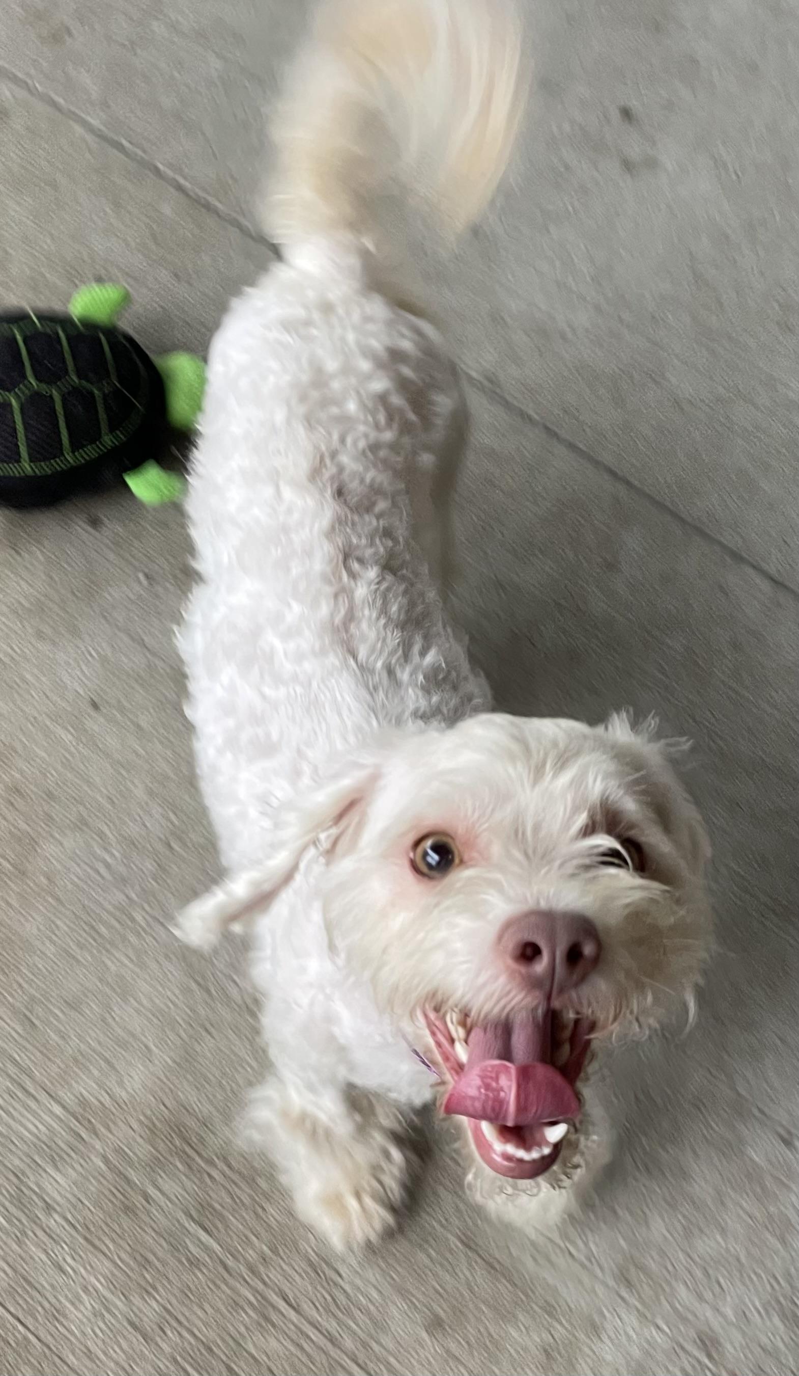 Cloud ADOPTED, an adopted Terrier in Canton, OH image 2/6