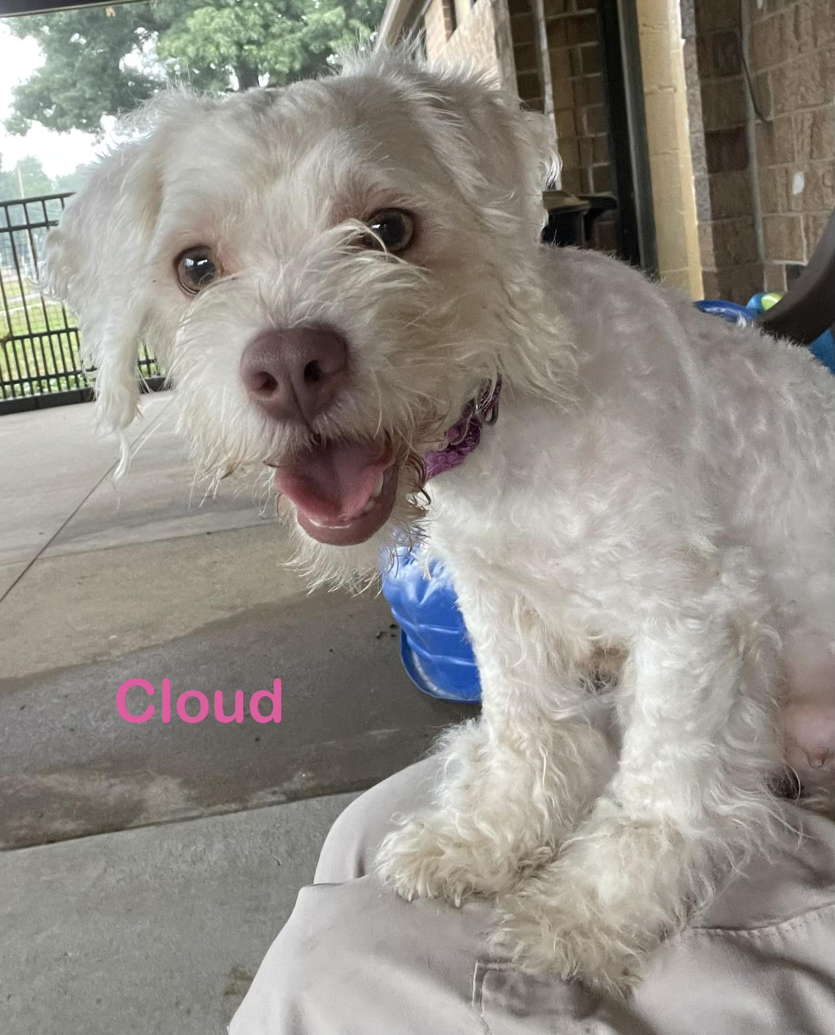 Cloud ADOPTED, adopted, Young Female Terrier.
