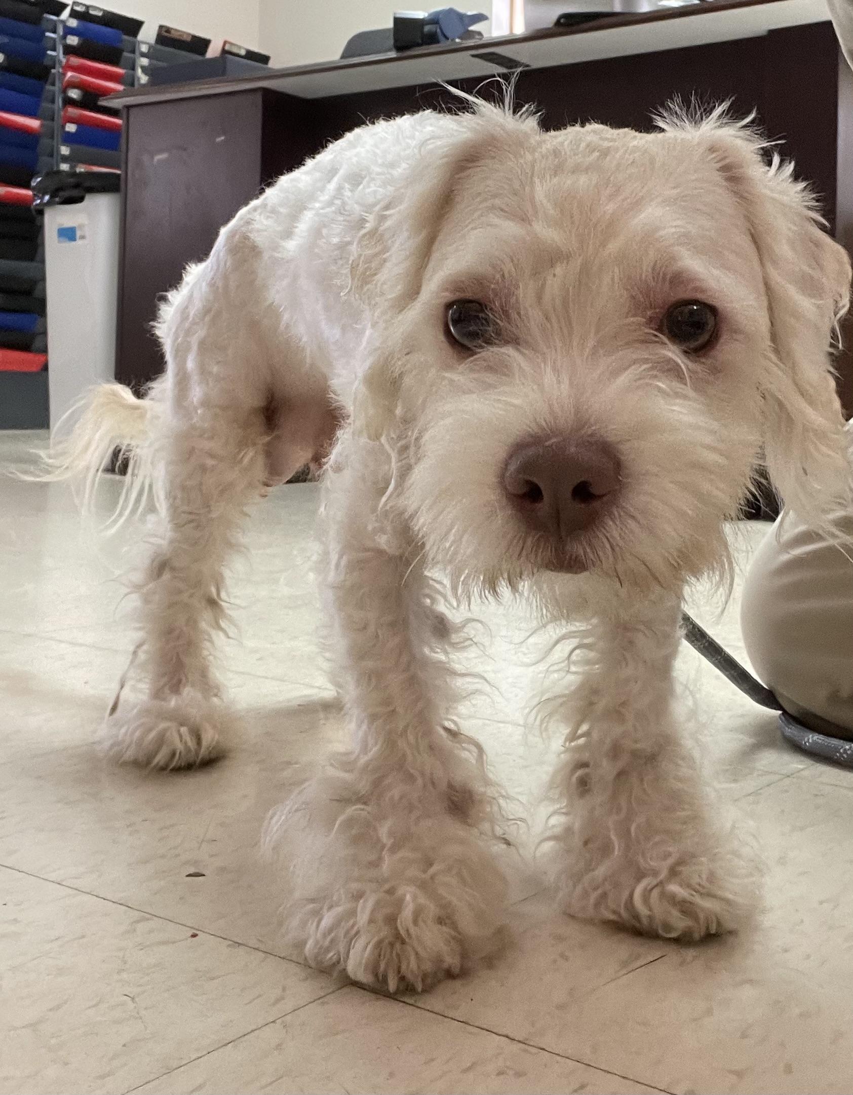 Cloud ADOPTED, an adopted Terrier in Canton, OH image 5/6