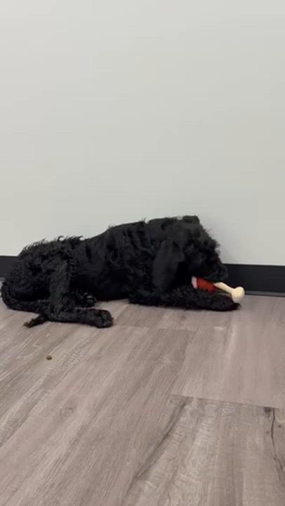 Enlarge Marlo, an adopted mixed breed in Chicago, IL video 3/3