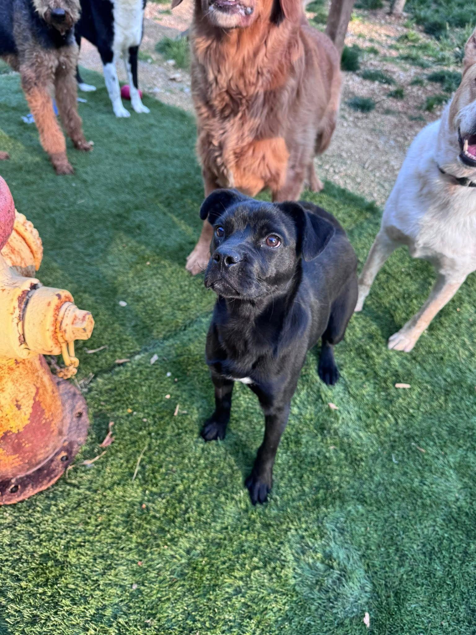 Enlarge Darla, a Adopted Pug in Arnold, MO image 3/3
