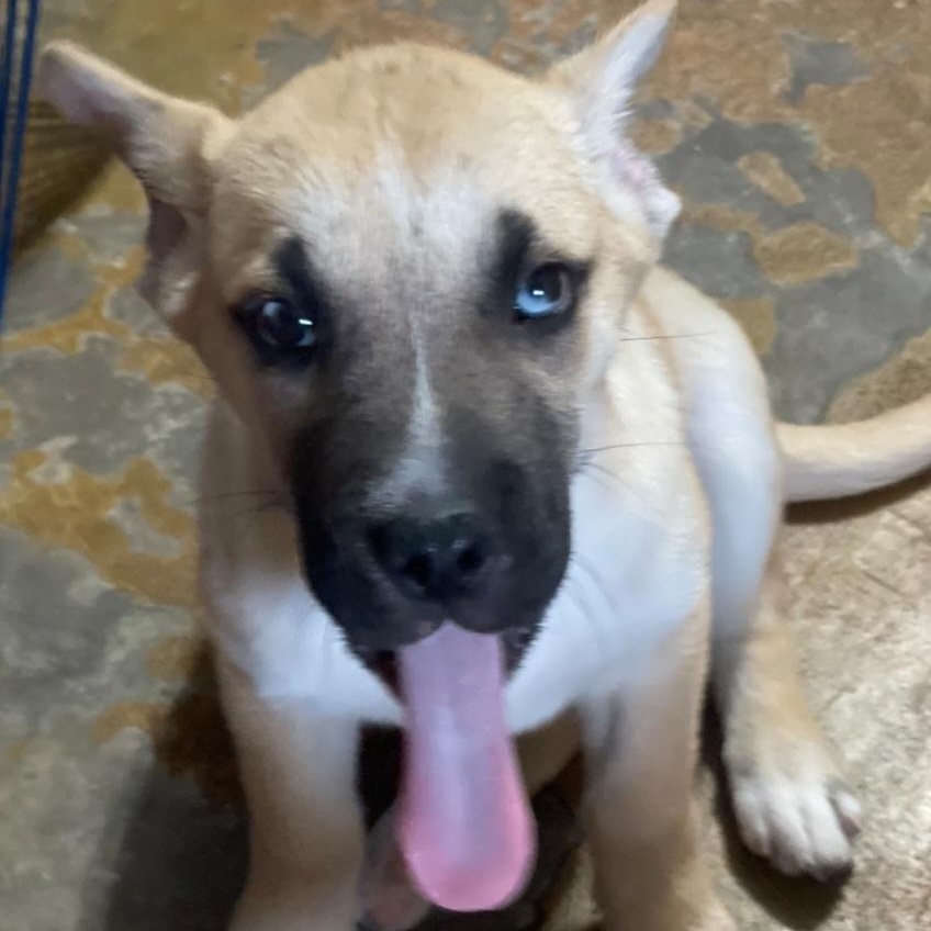 The Peanuts Pack thumbnail 2