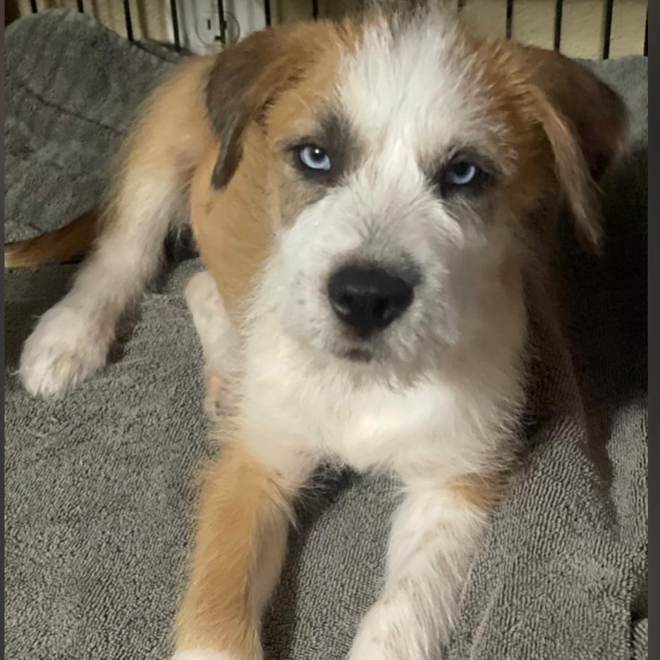 The Peanuts Pack thumbnail 4