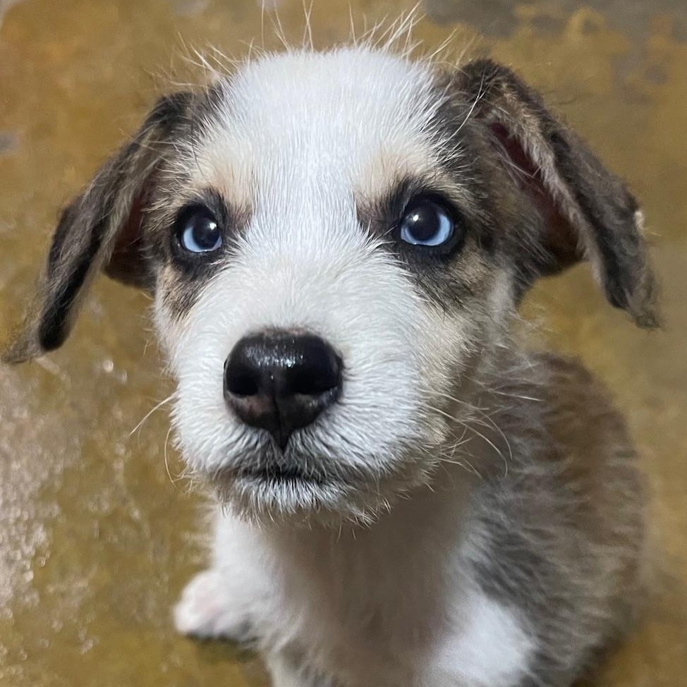 The Peanuts Pack thumbnail 5