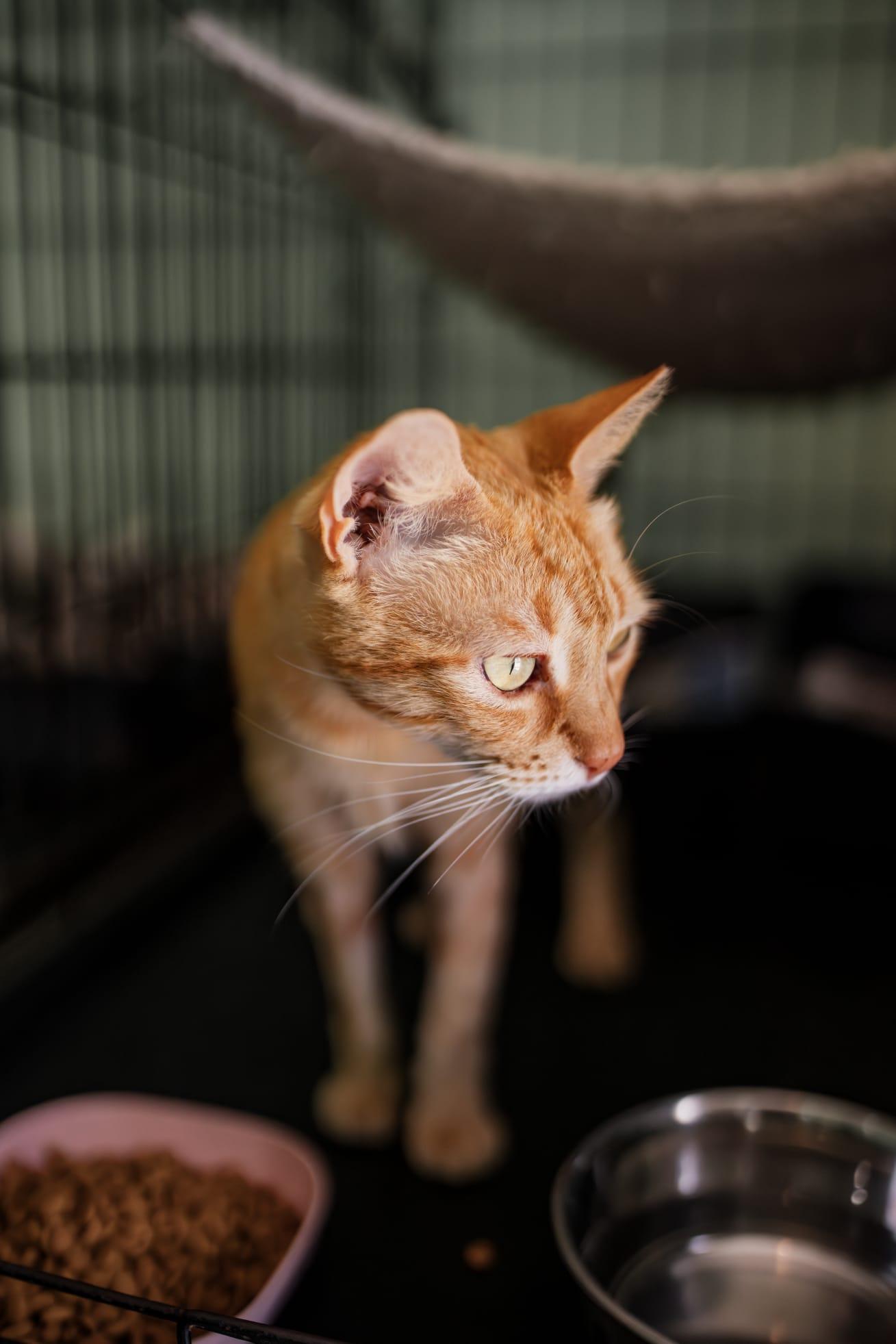 Blondie, a Adoptable Domestic Short Hair in Boston, MA image 4/6