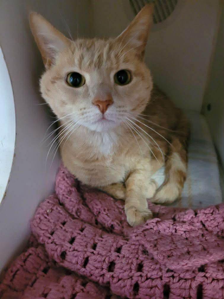 Cheese, Adopted, Adult Male Domestic Short Hair.