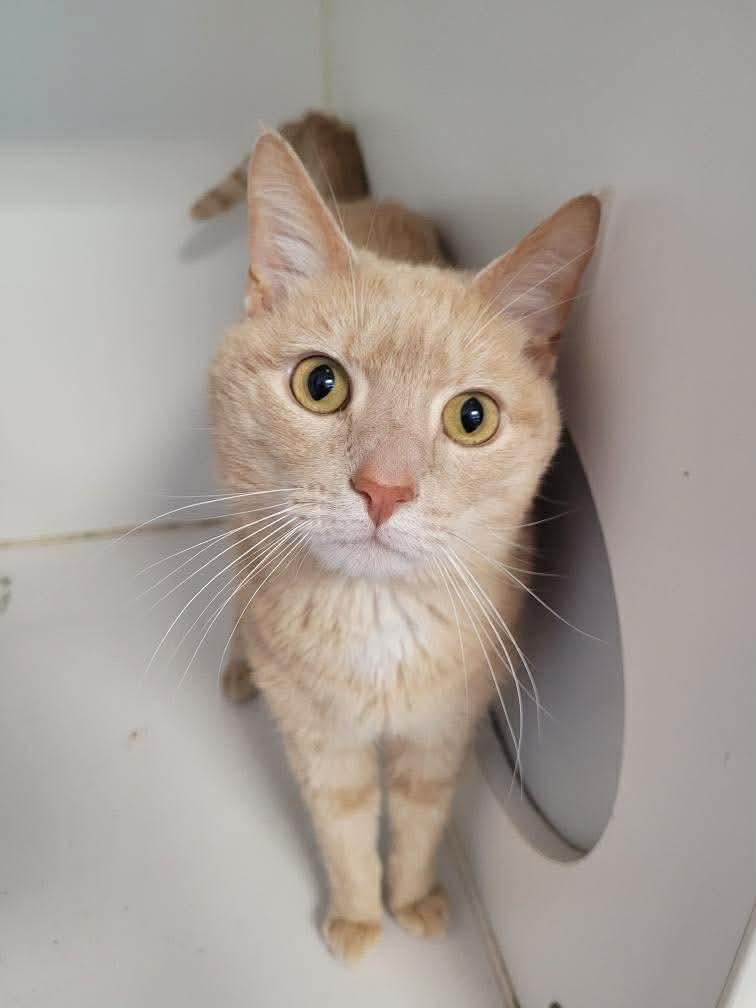 Cheese, a Adopted Domestic Short Hair in Gettysburg, PA image 2/3